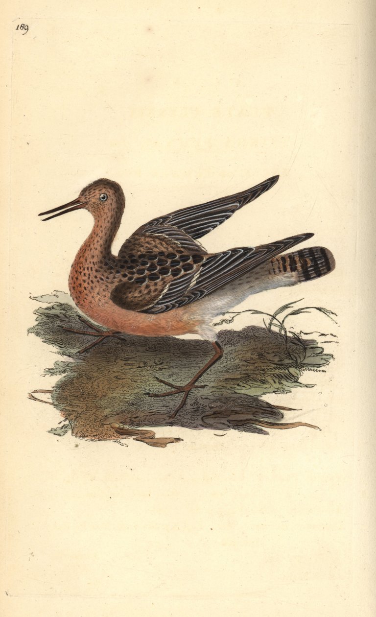 Ruff, Philomachus pugnax, naaras. Käsinvärinen kuparilevy, jonka on piirtänyt ja kaivertanut Edward Donovan omasta "British Birds -luonnonhistoriastaan", Lontoossa tekijältä Edward Donovan