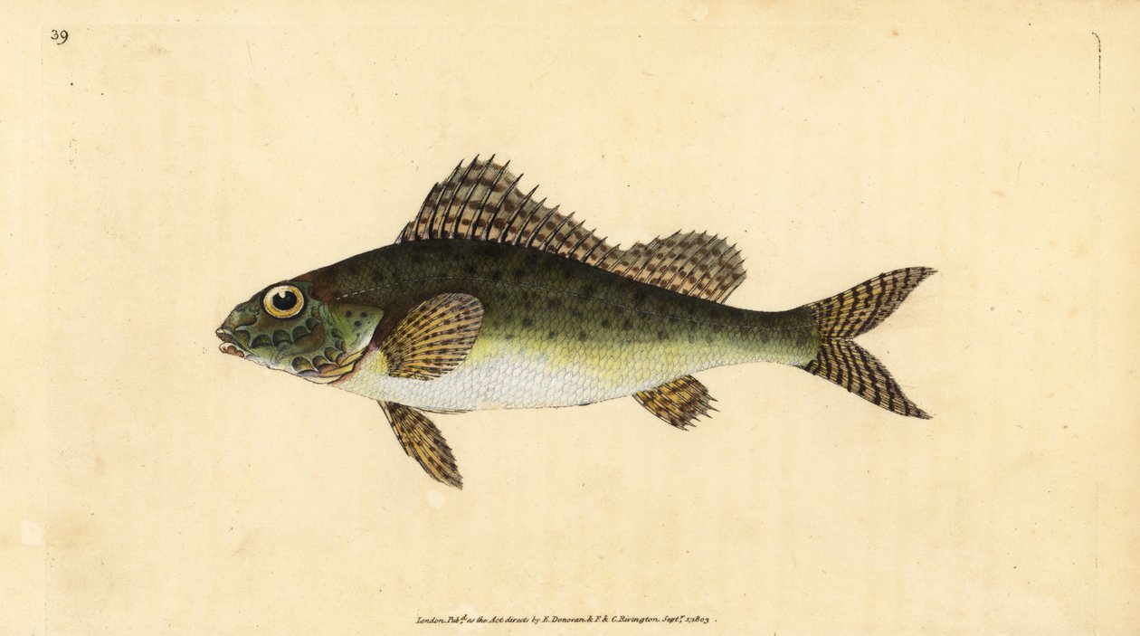 Ruffe, Gymnocephalus cernua (Perca cernua). Käsinvärinen kuparilevy, jonka on piirtänyt ja kaivertanut Edward Donovan teoksestaan Natural History of British Fishes, Donovan and F.C. ja J. Rivington, Lontoo tekijältä Edward Donovan