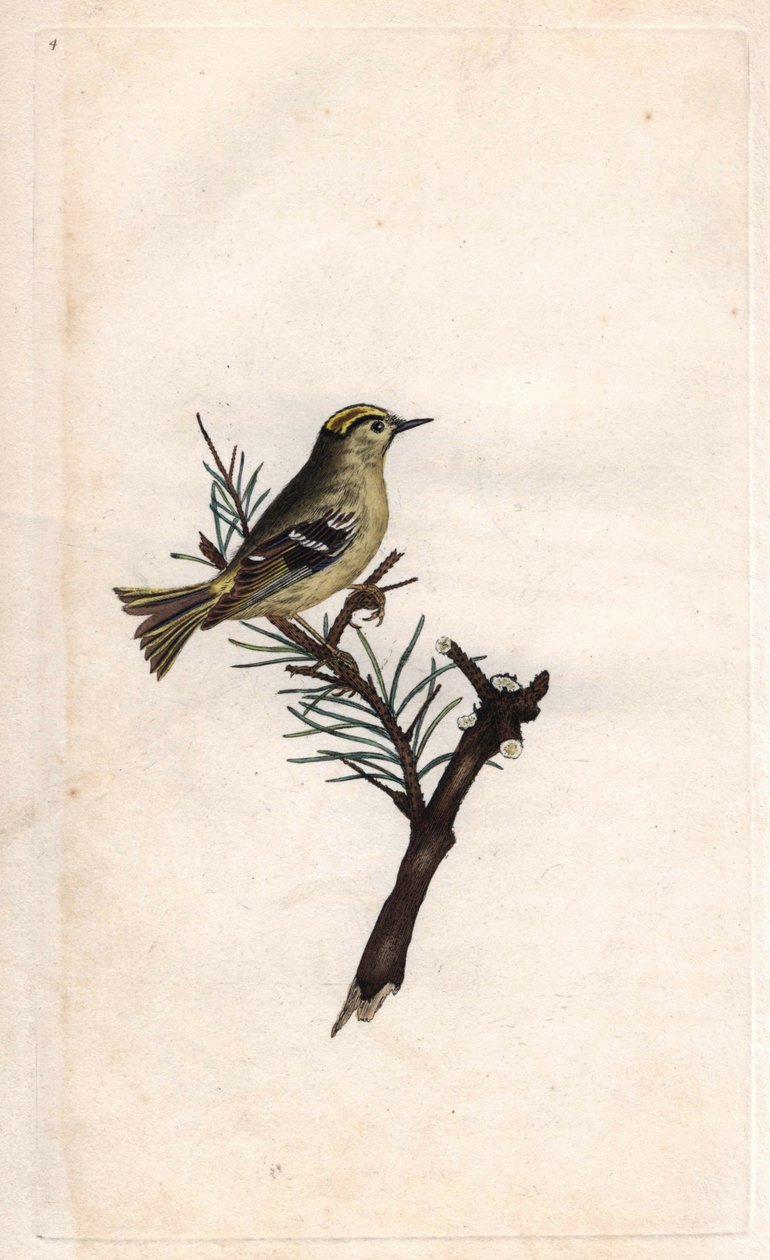 Ruppe kuningas. Regulus regulus (Motacilla regulus). Edward Donovanin (1768-1837) kuparikaiverrus, julkaistu Natural History of British Birdsissä, Lontoossa tekijältä Edward Donovan