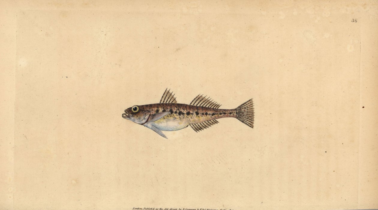 Hiekkapää, Pomatoschistus minutus (täpläkäri, Gobius minutus). Käsinvärinen kuparilevy, jonka on piirtänyt ja kaivertanut Edward Donovan teoksestaan Natural History of British Fishes, Donovan and F.C. ja J. Rivington, Lontoo tekijältä Edward Donovan