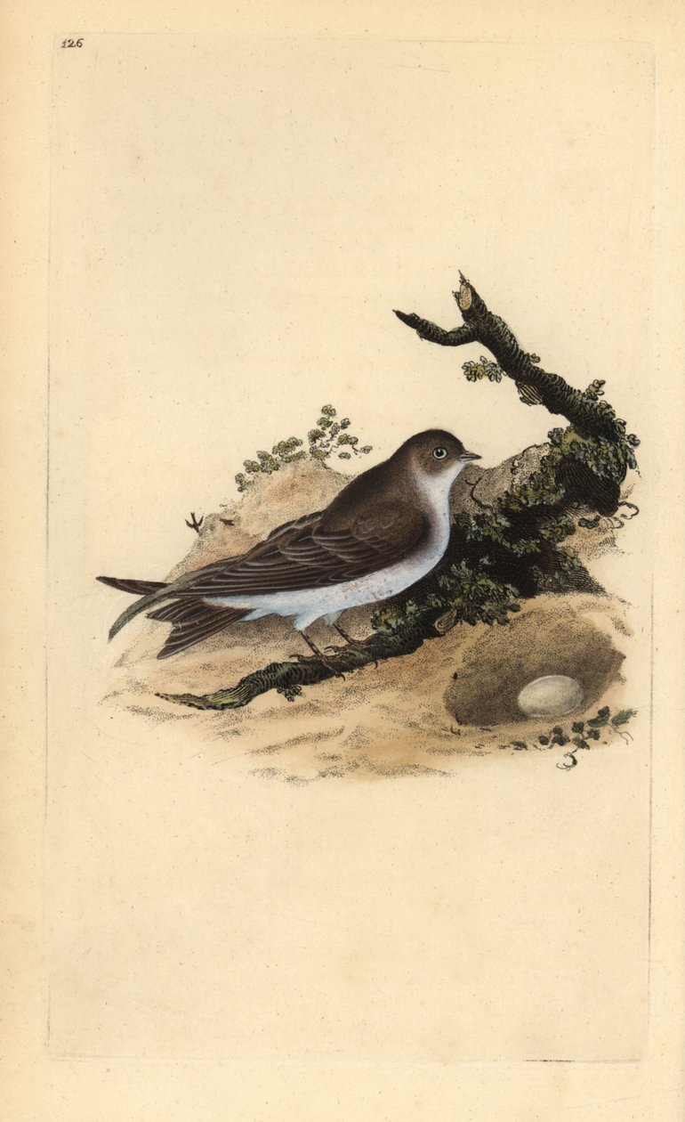 Sand martin, Riparia riparia, pesä ja muna. Käsinvärinen kuparilevy, jonka on piirtänyt ja kaivertanut Edward Donovan omasta "Britannian lintujen luonnonhistoriasta" (1794-1819). Edward Donovan (1768-1837) oli englantilais-irlantilainen amatöörieläintietei tekijältä Edward Donovan