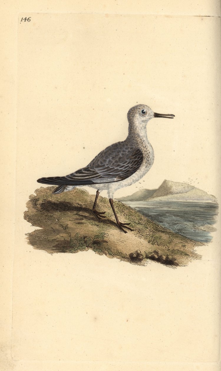 Sanderling, Calidris alba. Käsinvärinen kuparilevy, jonka on piirtänyt ja kaivertanut Edward Donovan omasta "British Birds -luonnonhistoriastaan", Lontoossa tekijältä Edward Donovan