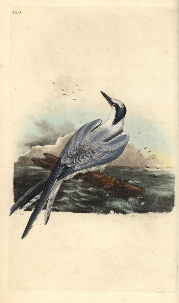 Voileipätiira, Thalasseus sandvicensis. Käsinvärinen kuparilevy, jonka on piirtänyt ja kaivertanut Edward Donovan omasta "British Birds -luonnonhistoriastaan", Lontoossa tekijältä Edward Donovan