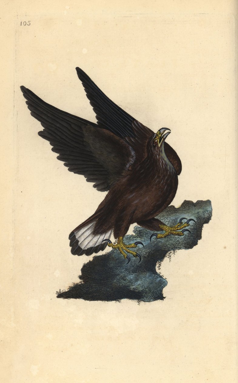 Merikotka, Haliaeetus albicilla. Käsinvärinen kuparilevy, jonka on piirtänyt ja kaivertanut Edward Donovan omasta "British Birds -luonnonhistoriastaan", Lontoossa tekijältä Edward Donovan