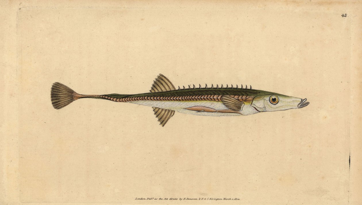Meritikku, Spinachia spinachia (Fifteen-spined stickleback, Gasterosteus spinachia). Käsinvärinen kuparilevy, jonka on piirtänyt ja kaivertanut Edward Donovan teoksestaan Natural History of British Fishes, Donovan and F.C. ja J. Rivington, Lontoo tekijältä Edward Donovan
