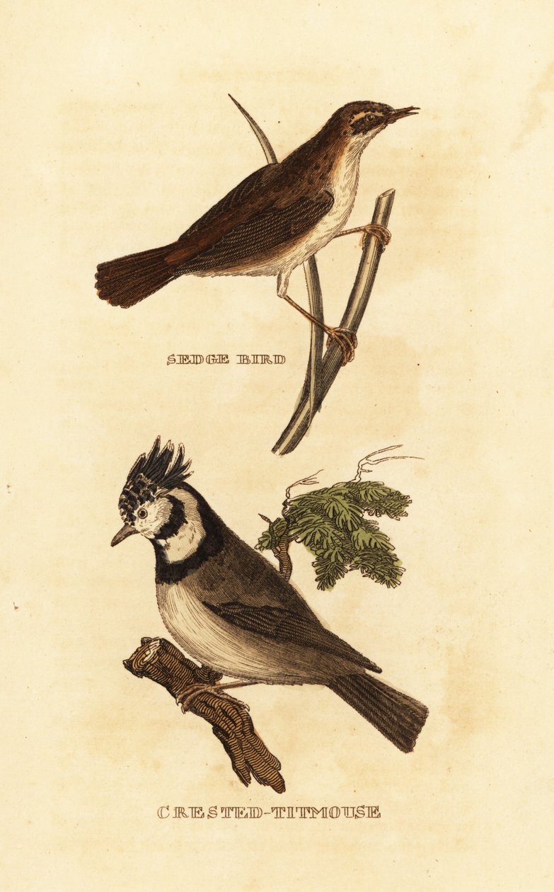 saratiainen, Acrocephalus schoenobaenus ja haritiainen, Lophophanes cristatus tekijältä Edward Donovan
