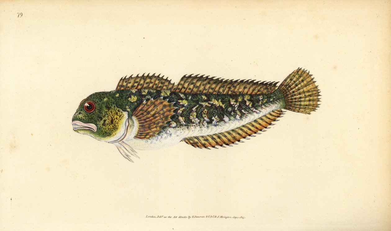 Shanny, Lipophrys pholis (Smooth blenny, Blennius pholis). Käsinvärinen kuparilevy, jonka on piirtänyt ja kaivertanut Edward Donovan teoksestaan Natural History of British Fishes, Donovan and F.C. ja J. Rivington, Lontoo tekijältä Edward Donovan