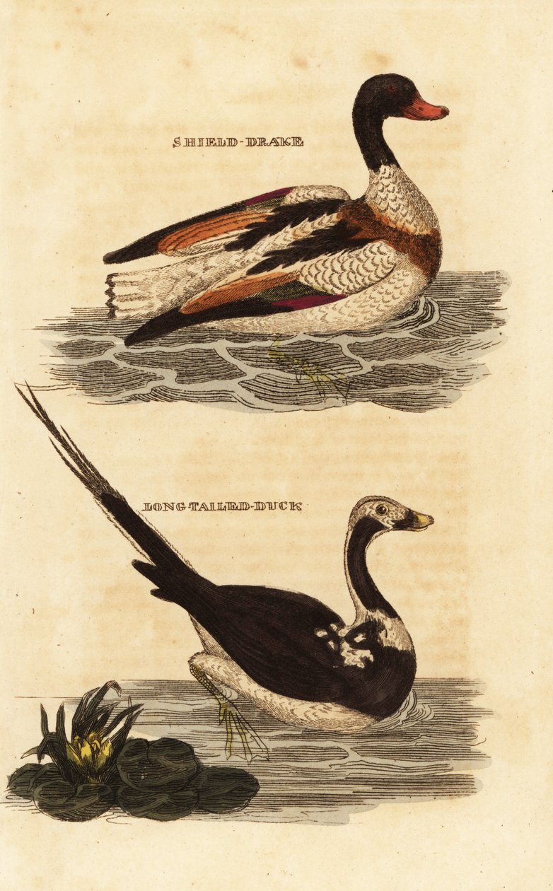 Shelduck, Tadorna tadorna ja pitkähäntäsorkka, Clangula hyemalis tekijältä Edward Donovan