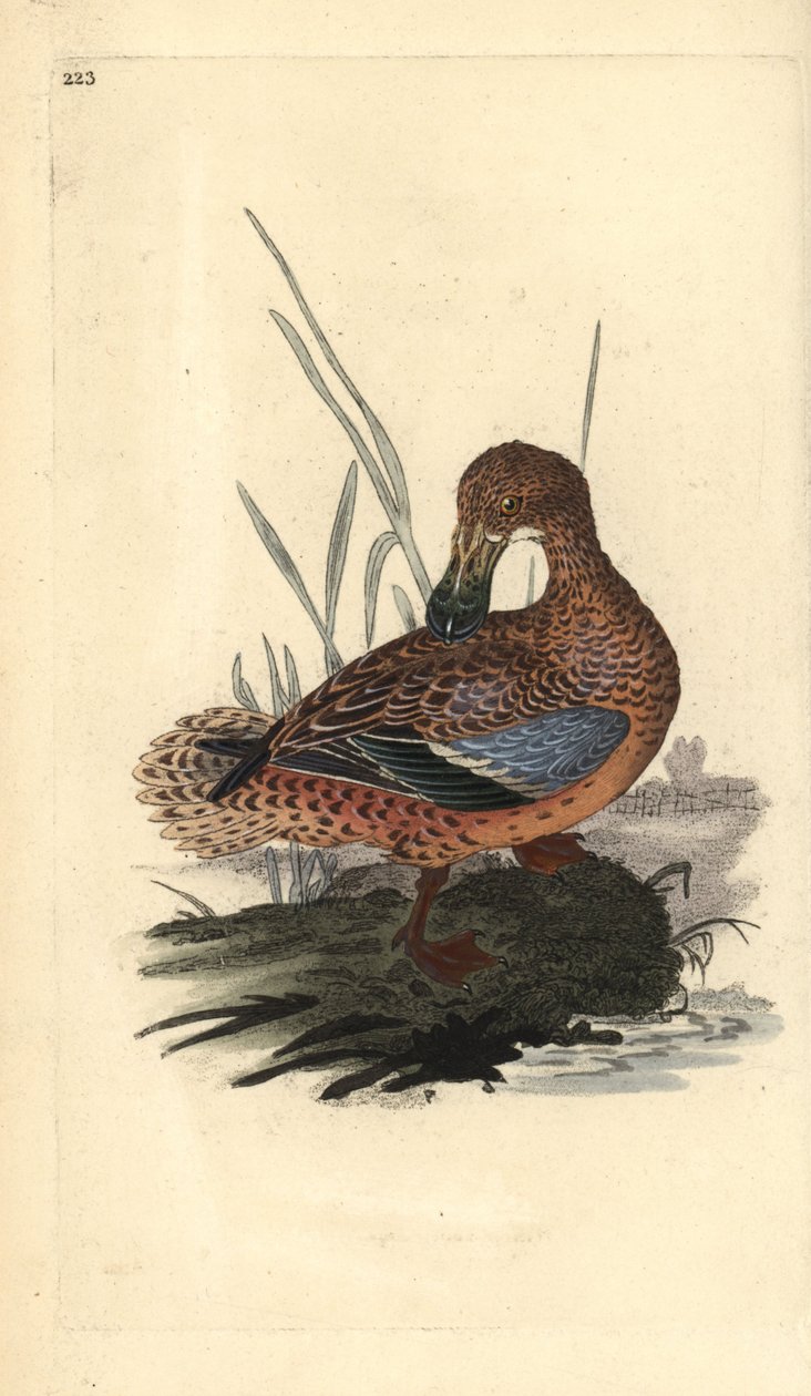 Lapioankka (naaras), Anas clypeata. Käsinvärinen kuparilevy, jonka on piirtänyt ja kaivertanut Edward Donovan omasta "British Birds -luonnonhistoriastaan", Lontoossa tekijältä Edward Donovan