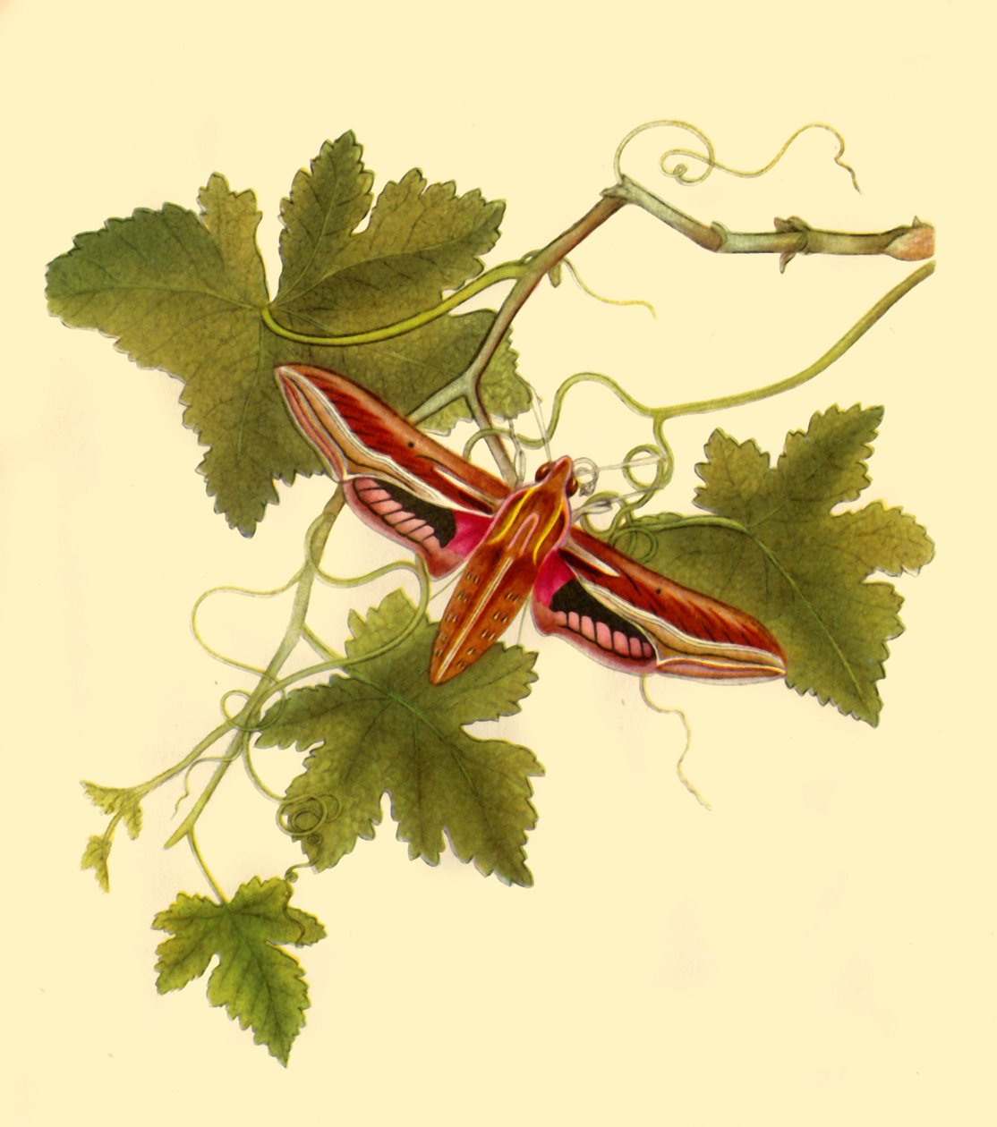 "Silver Stripe Hawk Moth: Sphinx celerio", 1797, 1945. tekijältä Edward Donovan