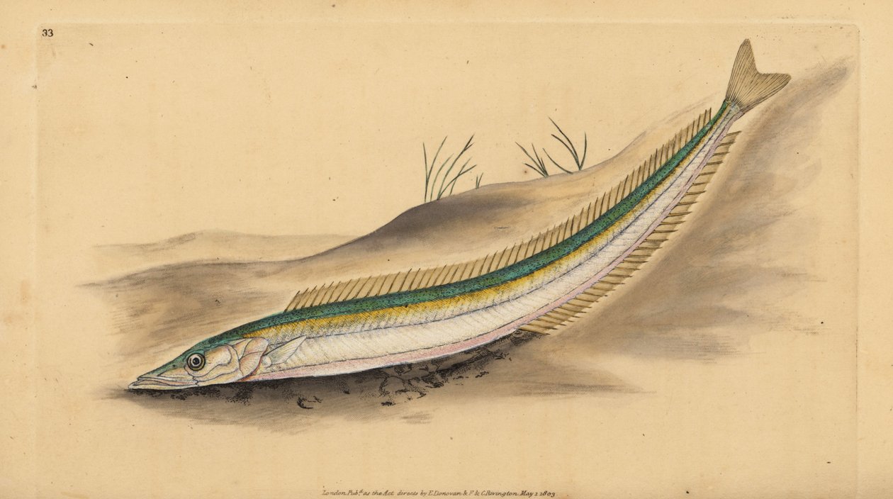 Pieni tuulenkala, tuulenkala tai tuulenkala, Ammodytes tobianus. Käsinvärinen kuparilevy, jonka on piirtänyt ja kaivertanut Edward Donovan teoksestaan Natural History of British Fishes, Donovan and F.C. ja J. Rivington, Lontoo tekijältä Edward Donovan