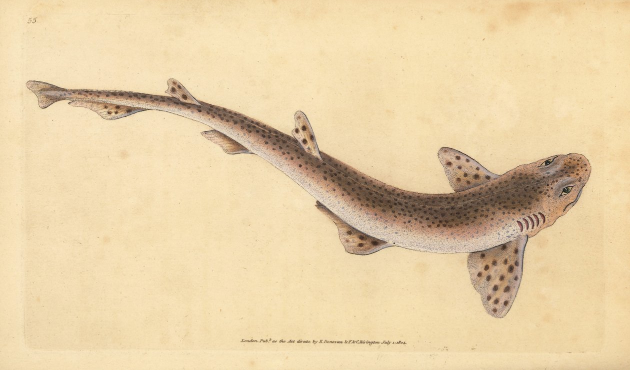 Pieni täplikäs kissahai, Scyliorhinus canicula (pientäplähai, Squalus catulus). Käsinvärinen kuparilevy, jonka on piirtänyt ja kaivertanut Edward Donovan teoksestaan Natural History of British Fishes, Donovan and F.C. ja J. Rivington, Lontoo tekijältä Edward Donovan