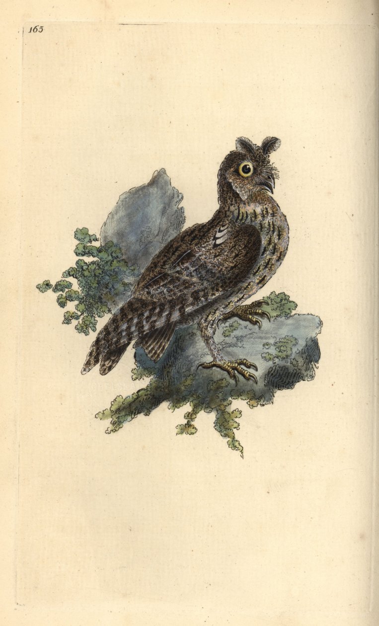 Pienempi kynä- tai siperianpöllö, Strix pulchella. (Scops pöllö, Otus scops?) Edward Donovanin piirtämä ja kaivertama käsinvärinen kuparilevy omasta "British Birds -luonnonhistoriastaan", Lontoossa tekijältä Edward Donovan