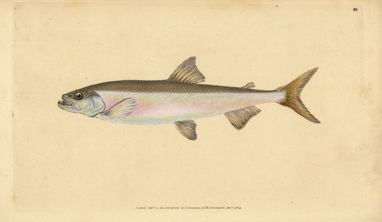 Kuore, Osmerus eperlanus (Salmo eperlanus). Käsinvärinen kuparilevy, jonka on piirtänyt ja kaivertanut Edward Donovan teoksestaan Natural History of British Fishes, Donovan and F.C. ja J. Rivington, Lontoo tekijältä Edward Donovan