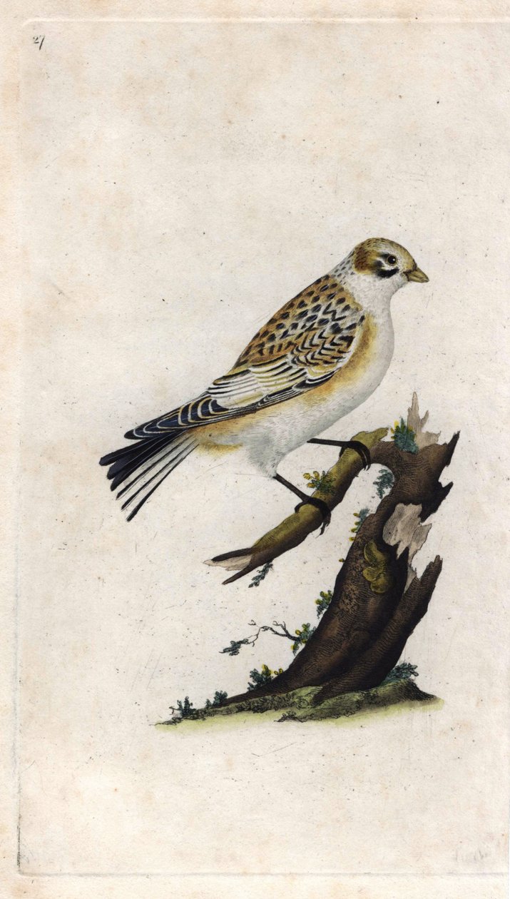 Lumivarpunen. Plectrophenax nivalis (Emberiza nivalis). Edward Donovanin (1768-1837) kuparikaiverrus, julkaistu Lontoon Histoire naturelle des oiseaux britanniques -lehdessä tekijältä Edward Donovan