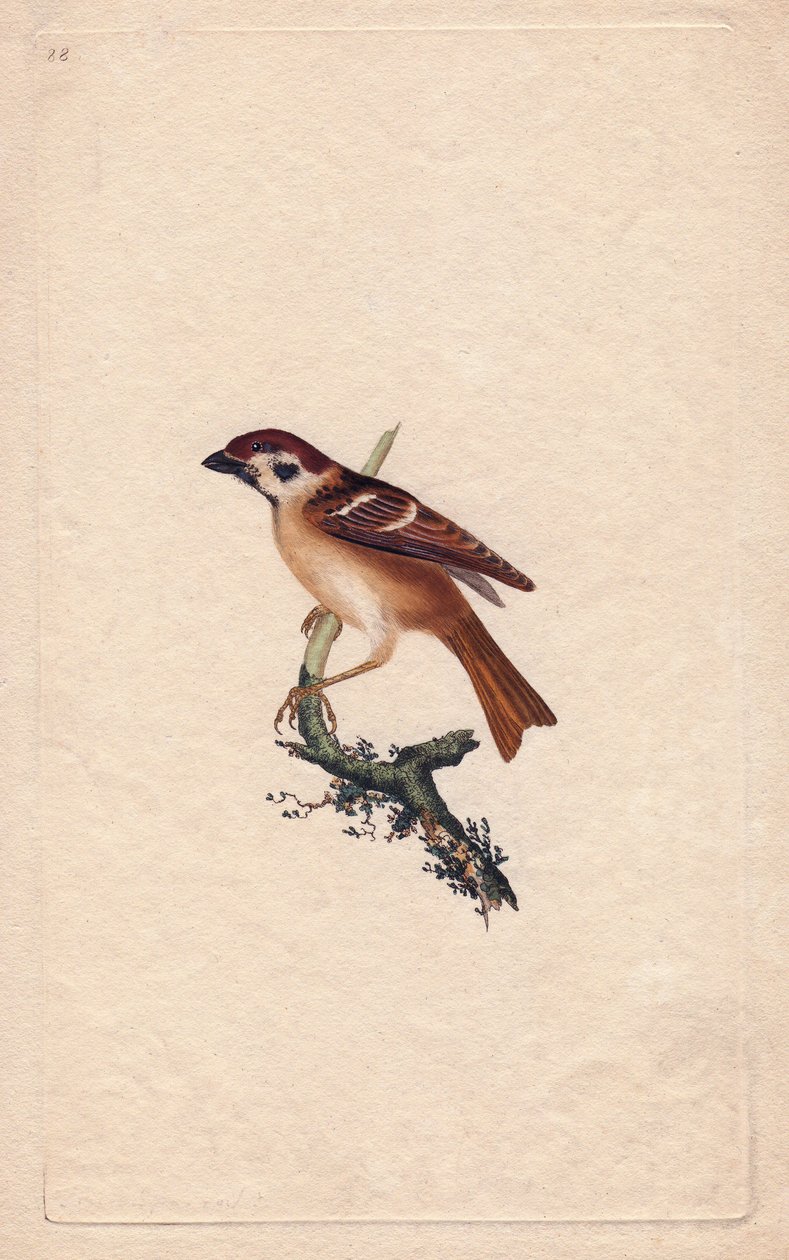 Varpunen. Montanus pass. Edward Donovanin (1768-1837) kuparikaiverrus, julkaistu Natural History of British Birdsissa, Lontoossa tekijältä Edward Donovan