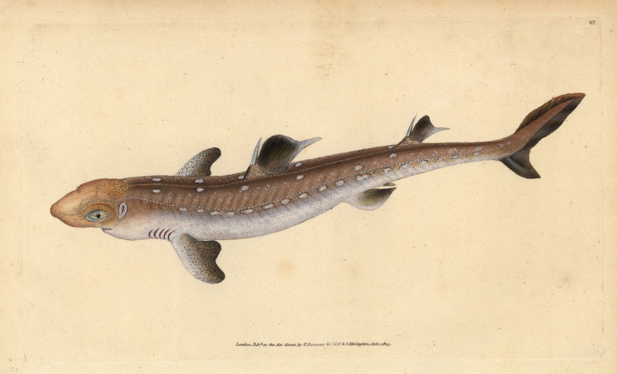 Piikkahai, Squalus acanthias (poimittu hai tai koirakala). Haavoittuvainen. Käsinvärinen kuparilevy, jonka on piirtänyt ja kaivertanut Edward Donovan teoksestaan Natural History of British Fishes, Donovan and F.C. ja J. Rivington, Lontoo tekijältä Edward Donovan