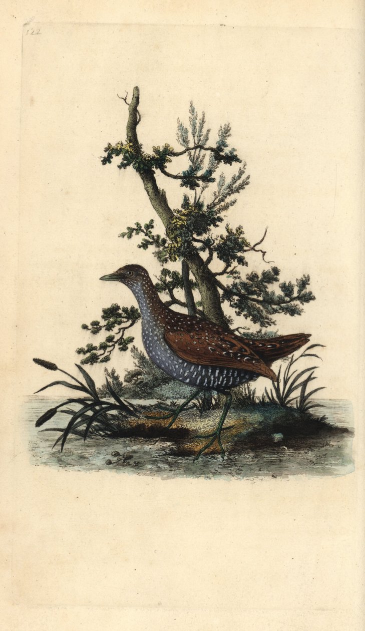 Täpläkärki, Porzana porzana. Käsinvärinen kuparilevy, jonka on piirtänyt ja kaivertanut Edward Donovan omasta "British Birds -luonnonhistoriastaan", Lontoossa tekijältä Edward Donovan