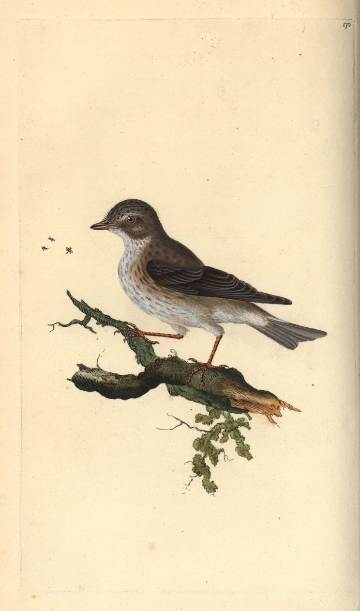 Täpläkärpässieppo, Muscicapa striata. Käsinvärinen kuparilevy, jonka on piirtänyt ja kaivertanut Edward Donovan omasta "British Birds -luonnonhistoriastaan", Lontoossa tekijältä Edward Donovan