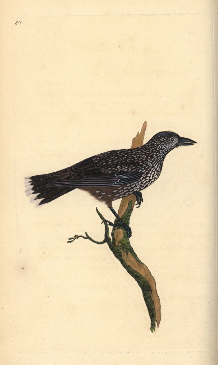 Täpläpähkinänsärkijä, Nucifraga caryocatactes. Edward Donovanin käsin piirtämä ja kaiverrettu kuparilevy omasta "Natural History of British Birds" -teoksestaan, Lontoo. tekijältä Edward Donovan