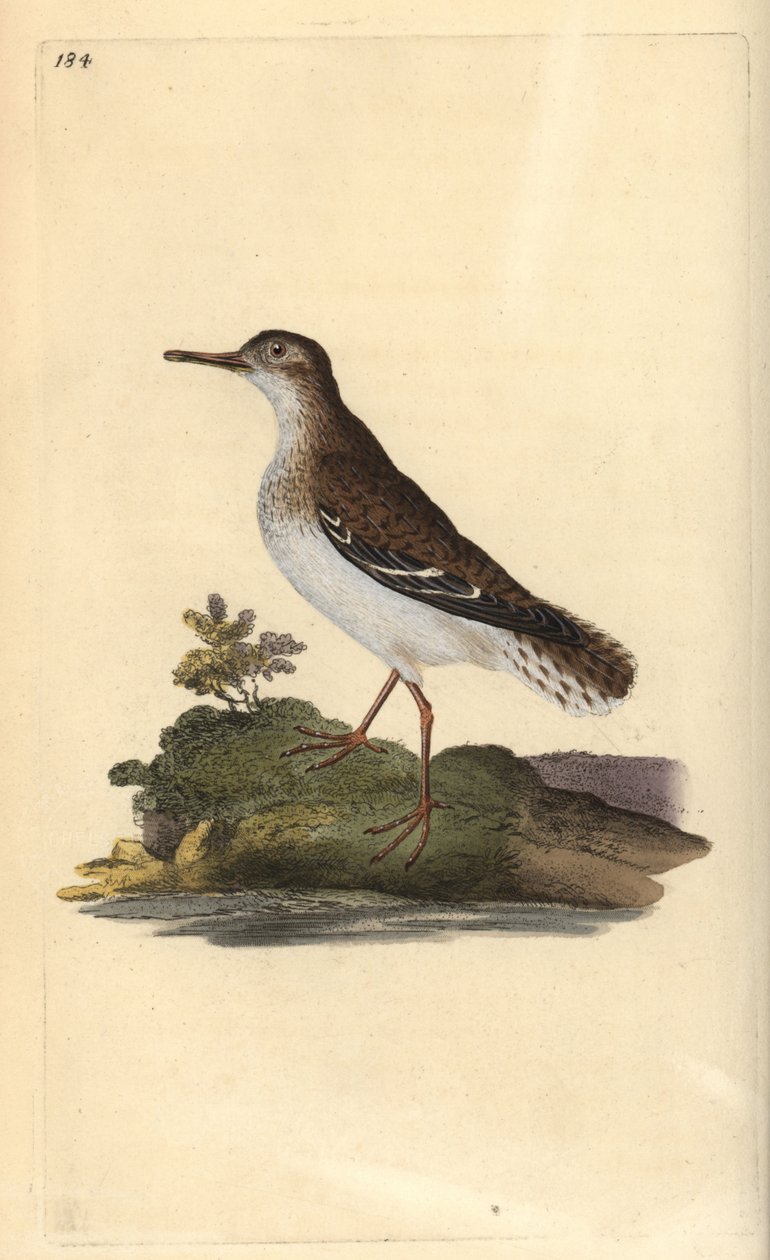 Täpläpiippu, Actitis macularia. Käsinvärinen kuparilevy, jonka on piirtänyt ja kaivertanut Edward Donovan omasta "British Birds -luonnonhistoriastaan", Lontoossa tekijältä Edward Donovan