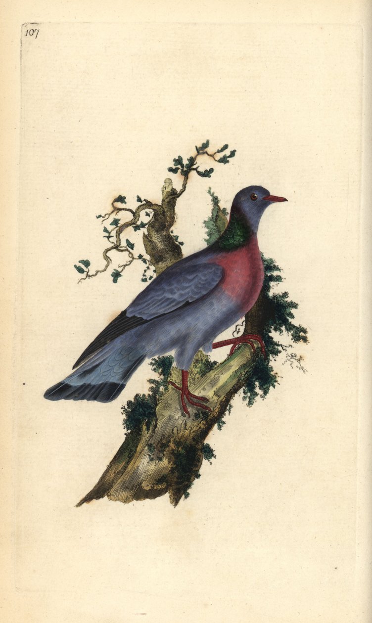 Kyyhkynen tai kyyhkynen, Columba oenas. Käsinvärinen kuparilevy, jonka on piirtänyt ja kaivertanut Edward Donovan omasta "British Birds -luonnonhistoriastaan", Lontoossa tekijältä Edward Donovan