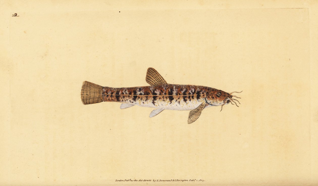 Kivisärki, Barbatula barbatula (Bearded loche, Cobitis barbatula). Edward Donovanin käsin piirtämä ja kaiverrettu kuparilevy teoksesta Natural History of British Fishes, Donovan and F.C. and J. Rivington, Lontoo. tekijältä Edward Donovan