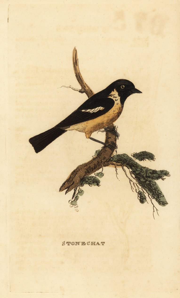 Stonechat, Saxicola rubicola tekijältä Edward Donovan