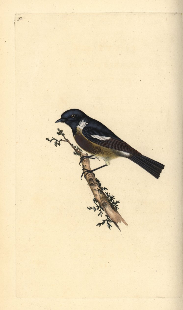 Stonechat, Saxicola rubicola. Käsinvärinen kuparilevy, jonka on piirtänyt ja kaivertanut Edward Donovan omasta "British Birds -luonnonhistoriastaan", Lontoossa tekijältä Edward Donovan