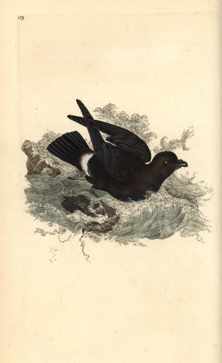 Myrskypentu, Hydrobates pelagicus. Käsinvärinen kuparilevy, jonka on piirtänyt ja kaivertanut Edward Donovan omasta "British Birds -luonnonhistoriastaan", Lontoossa tekijältä Edward Donovan