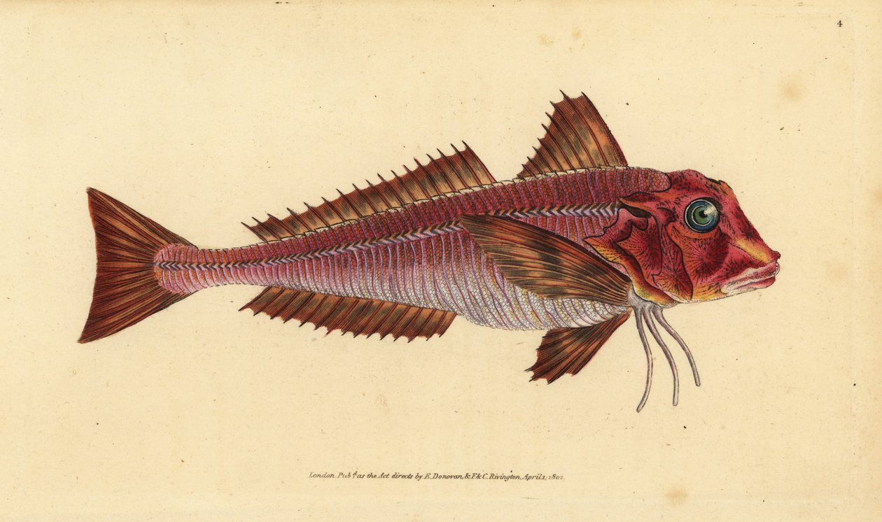 Raivakurkku, Trigloporus lastoviza (Trigla lineata). Käsinvärinen kuparilevy, jonka on piirtänyt ja kaivertanut Edward Donovan teoksestaan Natural History of British Fishes, Donovan and F.C. ja J. Rivington, Lontoo tekijältä Edward Donovan
