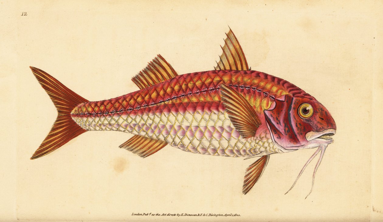 Raidallinen punainen keltti, Mullus surmuletus. Käsinvärinen kuparilevy, jonka on piirtänyt ja kaivertanut Edward Donovan teoksestaan Natural History of British Fishes, Donovan and F.C. ja J. Rivington, Lontoo tekijältä Edward Donovan