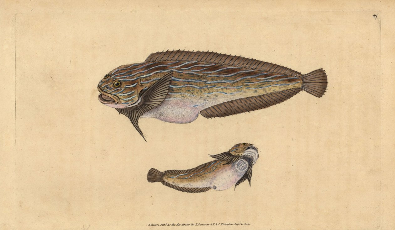 Raidallinen merietana, Liparis liparis liparis (Unctuous lumpsucker, Cyclopterus liparis). Käsinvärinen kuparilevy, jonka on piirtänyt ja kaivertanut Edward Donovan teoksestaan Natural History of British Fishes, Donovan and F.C. ja J. Rivington, Lontoo tekijältä Edward Donovan