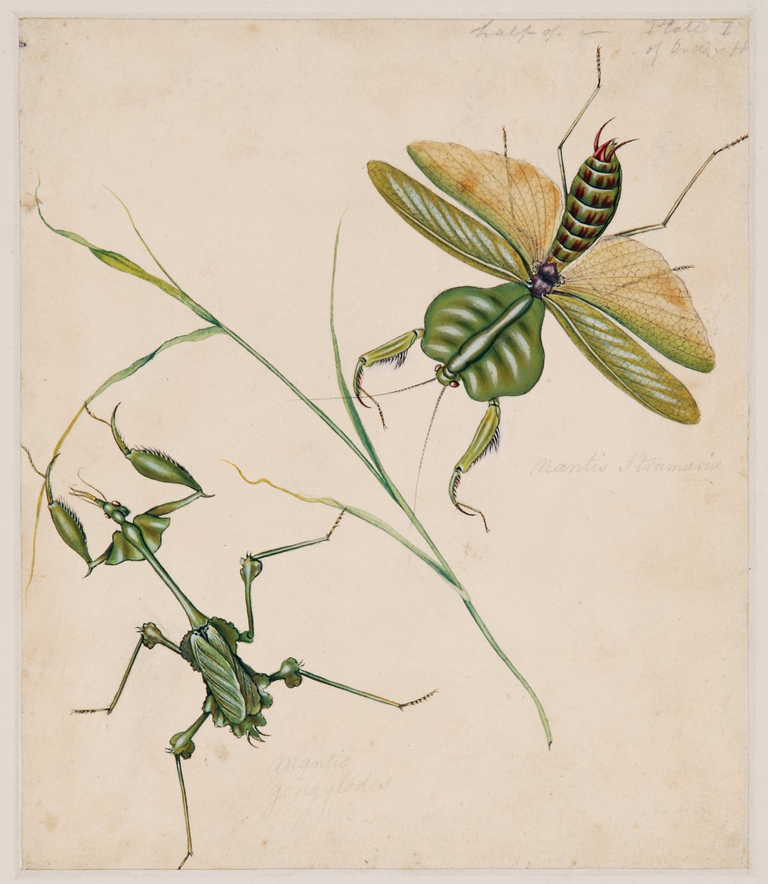 Estudos de Animais Invertebrados, Volume IIfinlandês tekijältä Edward Donovan