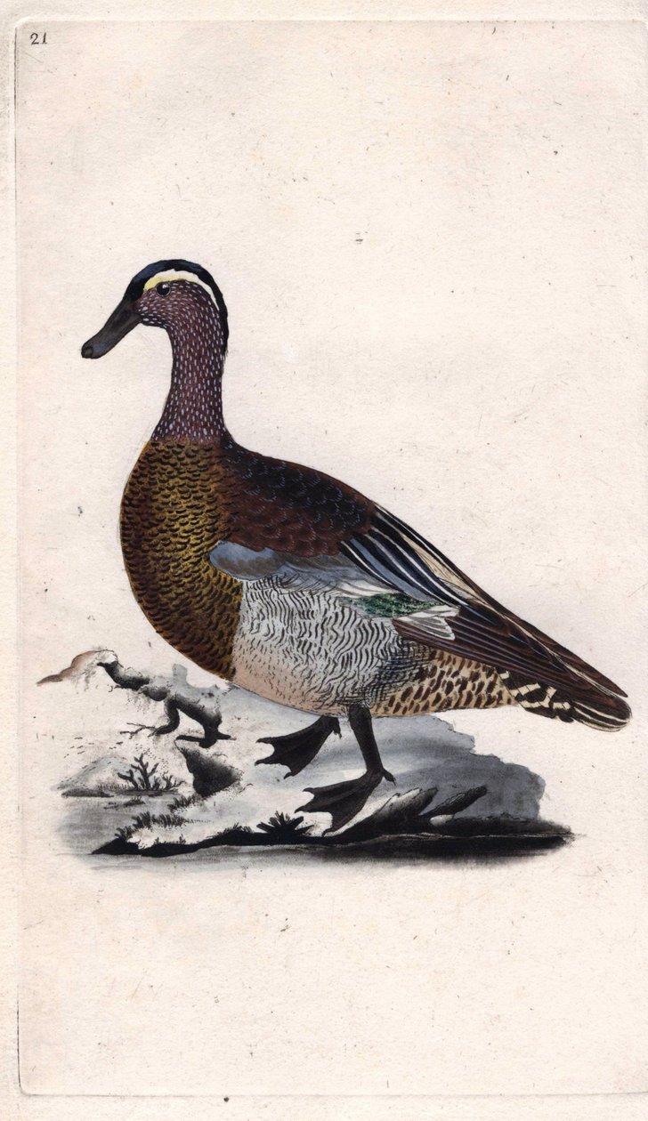 Kesä sinivihreä. Anas querquedula. Edward Donovanin (1768-1837) kuparikaiverrus, julkaistu Natural History of British Birdsissa, Lontoossa tekijältä Edward Donovan