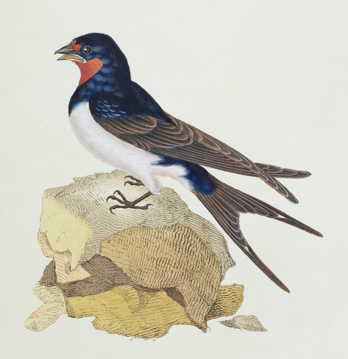 Pääskynen elokuvasta The History of British Birds, 1799 tekijältä Edward Donovan