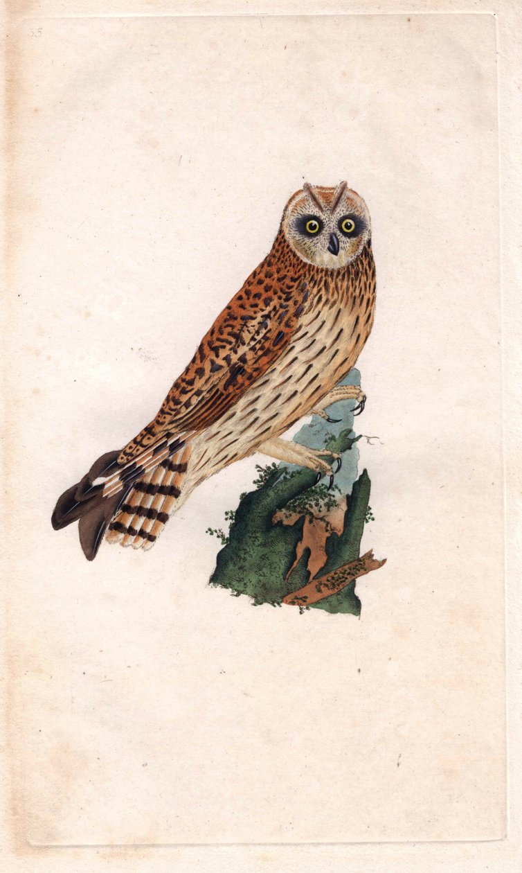 Suo Pöllö. Asio flammeus (Strix brachyotos, Strix brachyotis). Edward Donovanin (1768-1837) kuparikaiverrus, julkaistu Natural History of British Birdsissa, Lontoossa tekijältä Edward Donovan
