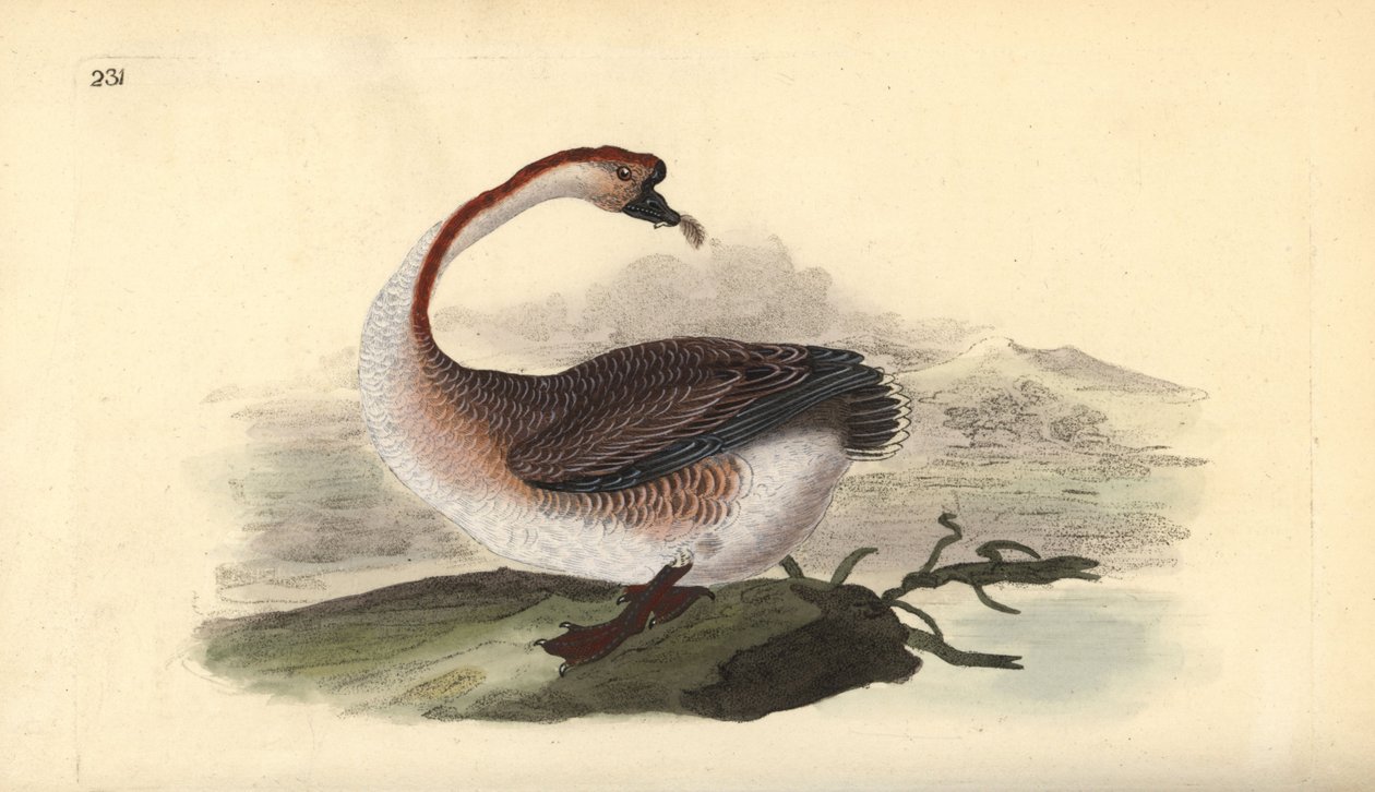 Joutsenhanhi, Anser cygnoides, haavoittuvainen. Käsinvärinen kuparilevy, jonka on piirtänyt ja kaivertanut Edward Donovan omasta "British Birds -luonnonhistoriastaan", Lontoossa tekijältä Edward Donovan