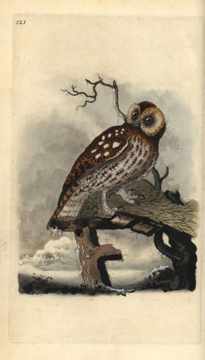 Tawny pöllö, Strix aluco. Käsinvärinen kuparilevy, jonka on piirtänyt ja kaivertanut Edward Donovan omasta "British Birds -luonnonhistoriastaan", Lontoossa tekijältä Edward Donovan