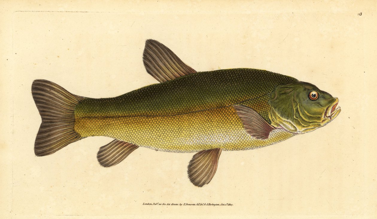 Suutari, Tinca tinca (Cyprinus tinca). Käsinvärinen kuparilevy, jonka on piirtänyt ja kaivertanut Edward Donovan teoksestaan Natural History of British Fishes, Donovan and F.C. ja J. Rivington, Lontoo tekijältä Edward Donovan