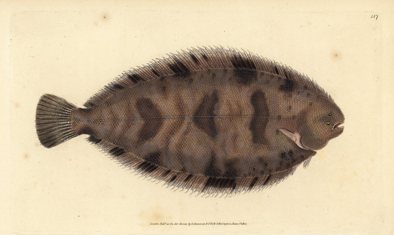 Paksupohja, Microchirus variegatus (kirjava pohja, Pleuronectes variegatus). Käsinvärinen kuparilevy, jonka on piirtänyt ja kaivertanut Edward Donovan teoksestaan Natural History of British Fishes, Donovan and F.C. ja J. Rivington, Lontoo tekijältä Edward Donovan
