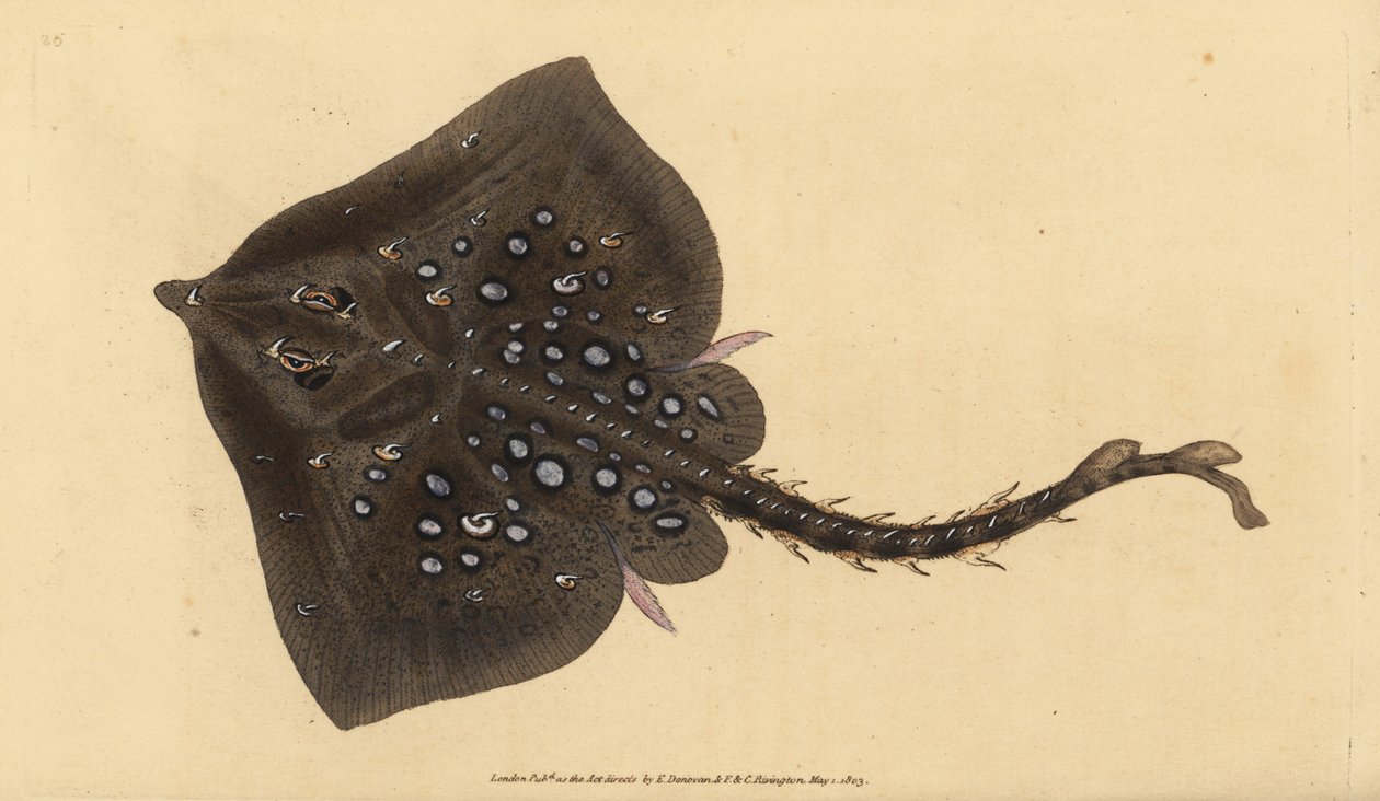 Piikkiluistelija, Raja clavata. Lähes uhanalainen. Edward Donovanin käsin piirtämä ja kaiverrettu kuparilevy teoksesta Natural History of British Fishes, Donovan and F.C. and J. Rivington, Lontoo. tekijältä Edward Donovan