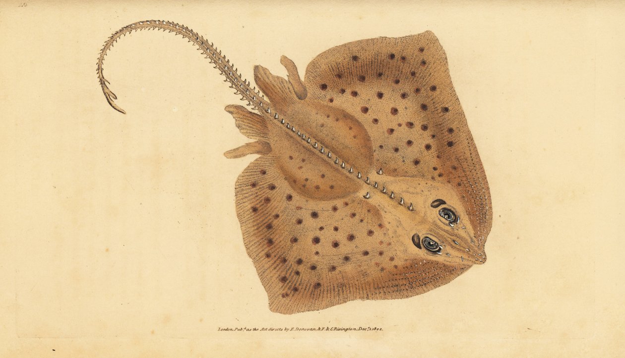 Thornback luistin, Raja clavata. Lähes uhattu. Karkea säde, Raja rubus. Käsinvärinen kuparilevy, jonka on piirtänyt ja kaivertanut Edward Donovan teoksestaan Natural History of British Fishes, Donovan and F.C. ja J. Rivington, Lontoo tekijältä Edward Donovan