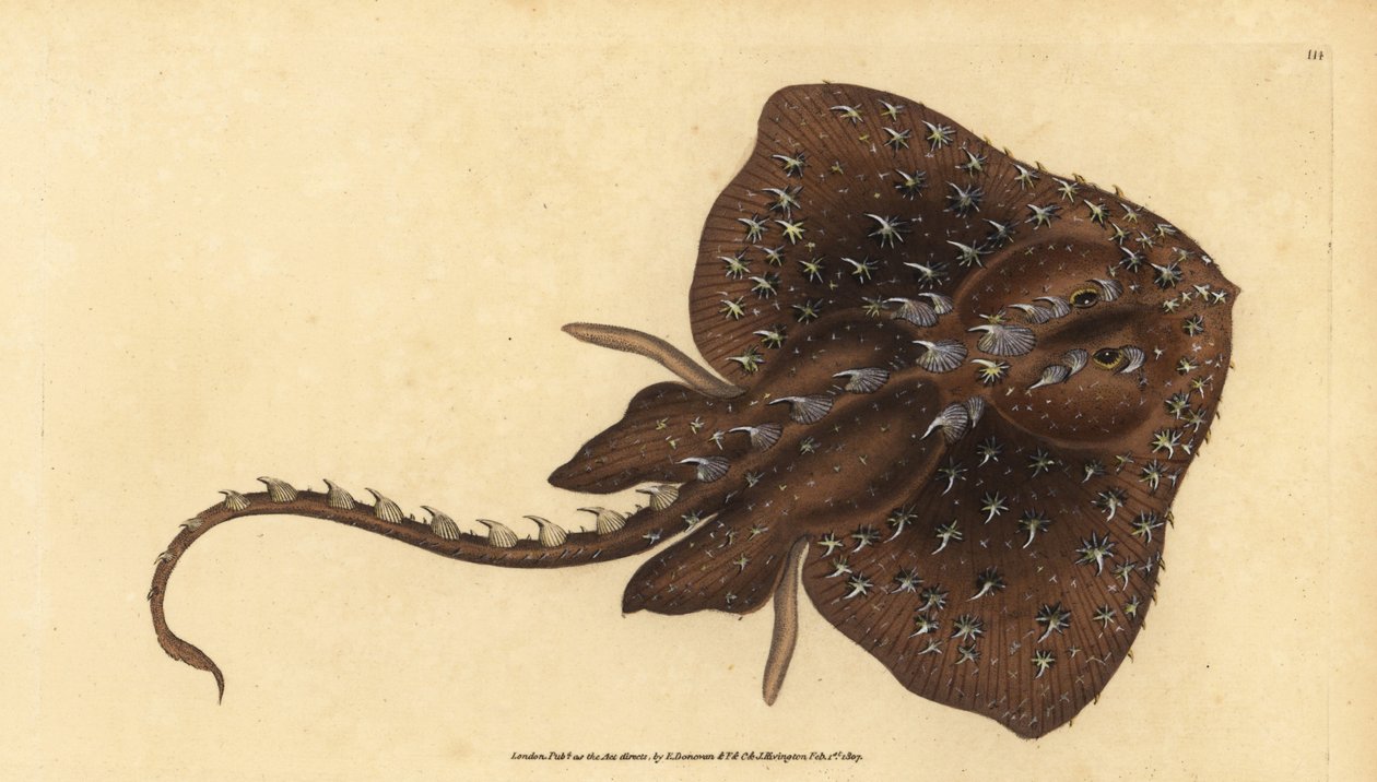 Thorny skate, Amblyraja radiata (Starry ray, Raja radiata). Haavoittuvainen. Käsinvärinen kuparilevy, jonka on piirtänyt ja kaivertanut Edward Donovan teoksestaan Natural History of British Fishes, Donovan and F.C. ja J. Rivington, Lontoo tekijältä Edward Donovan