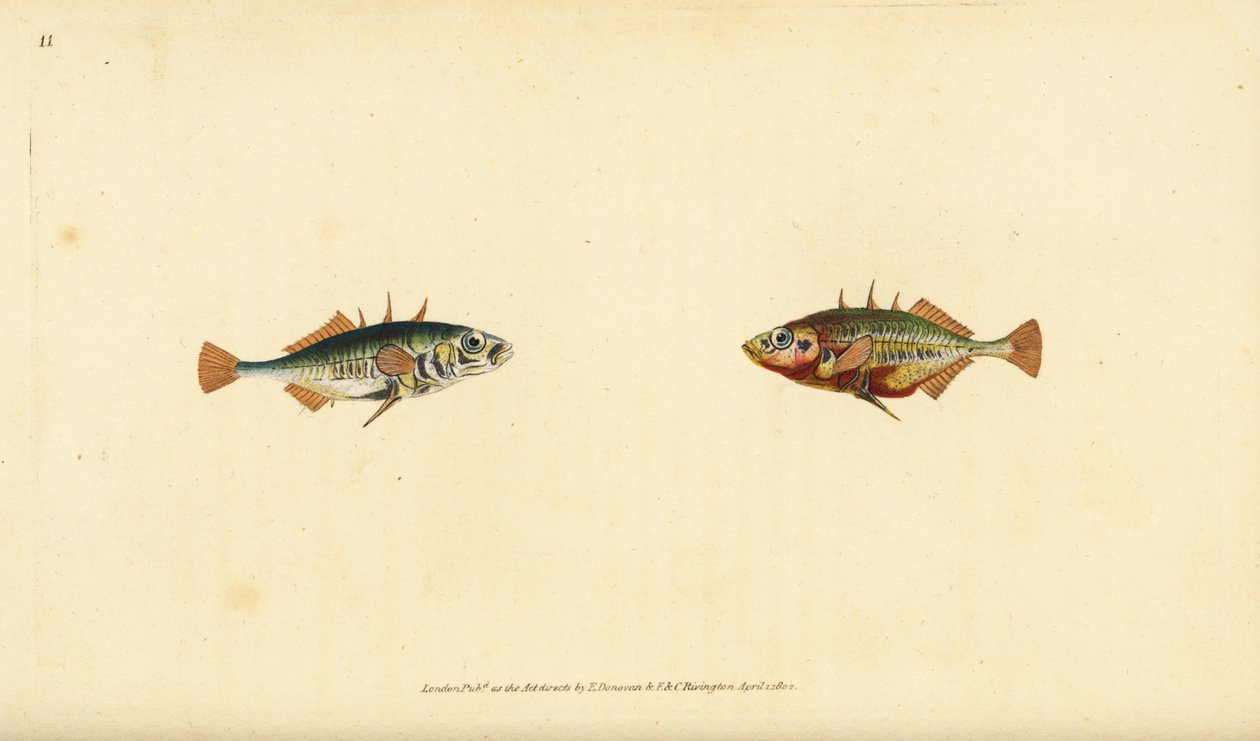 Kolmipiikkinen keihäsuikku, Gasterosteus aculeatus. Edward Donovanin käsin piirtämä ja kaiverrettu kuparilevy teoksesta Natural History of British Fishes, Donovan and F.C. and J. Rivington, Lontoo. tekijältä Edward Donovan