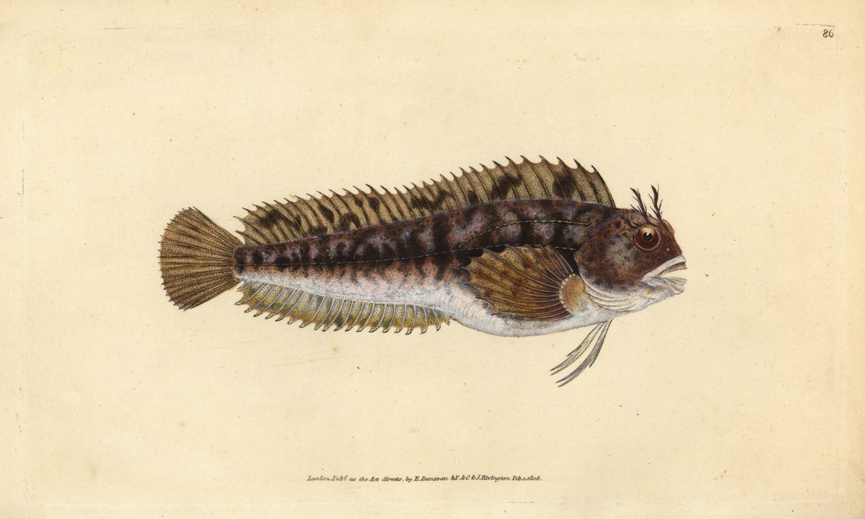 Tompot blenny, Parablennius gattorugine (Gattorugine, Blennius gattorugine). Käsinvärinen kuparilevy, jonka on piirtänyt ja kaivertanut Edward Donovan teoksestaan Natural History of British Fishes, Donovan and F.C. ja J. Rivington, Lontoo tekijältä Edward Donovan