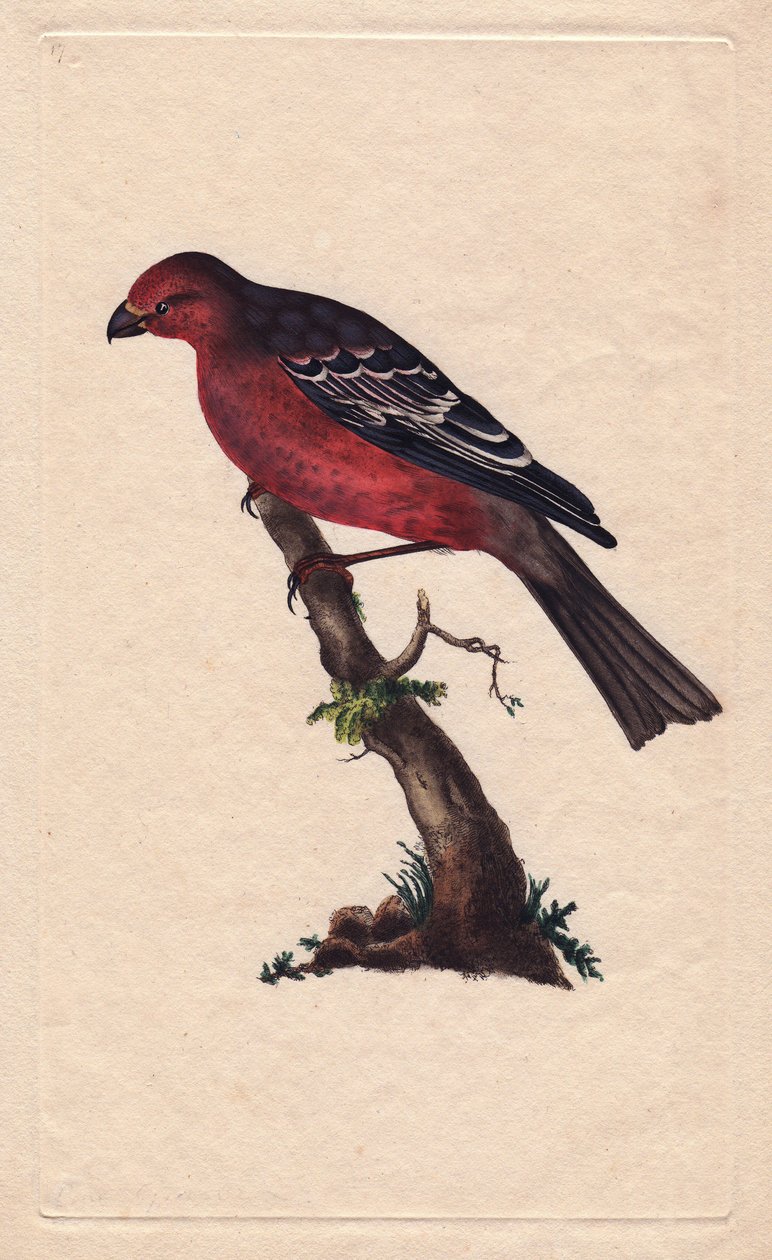 puut. Pinicola enucleator (Loxia enucleator). Edward Donovanin (1768-1837) kuparikaiverrus, julkaistu Natural History of British Birdsissä, Lontoossa tekijältä Edward Donovan
