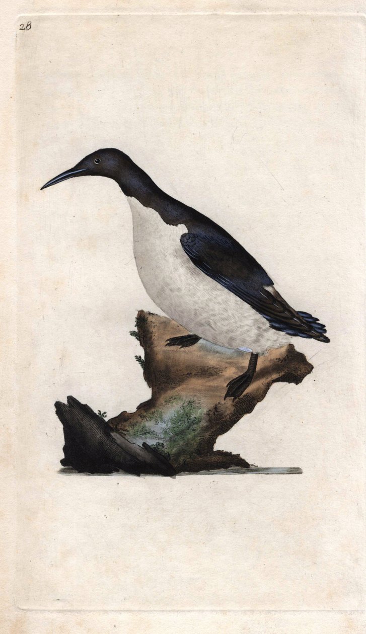 Troilin murrelet. Uria aalge (Colymbus troile). Edward Donovanin (1768-1837) kuparikaiverrus, julkaistu Natural History of British Birdsissä, Lontoossa tekijältä Edward Donovan
