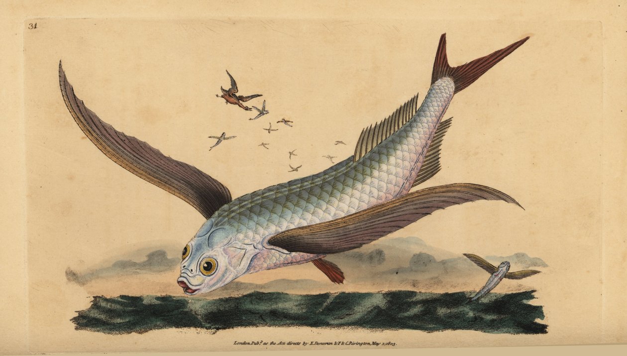Trooppinen kaksisiipinen liitokala tai tavallinen liitokala. Käsinvärinen kuparilevy, jonka on piirtänyt ja kaivertanut Edward Donovan teoksestaan Natural History of British Fishes, Donovan and F.C. ja J. Rivington, Lontoo tekijältä Edward Donovan