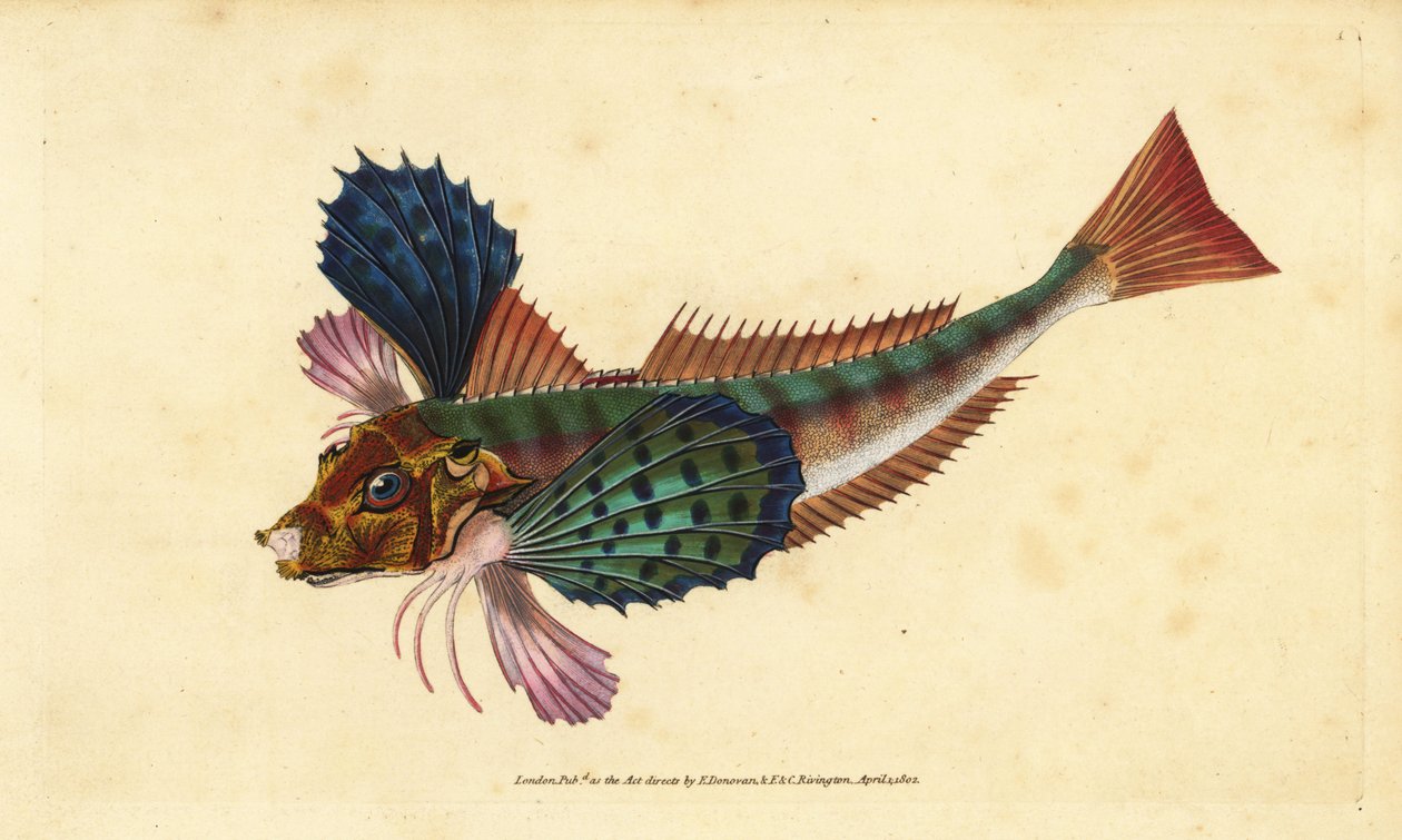 Kylpykurkku, Chelidonichthys lucerna (Sappharine gurnard, Trigla hirundo). Käsinvärinen kuparilevy, jonka on piirtänyt ja kaivertanut Edward Donovan teoksestaan Natural History of British Fishes, Donovan and F.C. ja J. Rivington, Lontoo tekijältä Edward Donovan